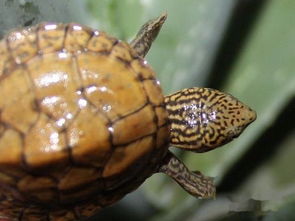 草龟和麝香龟哪个好？