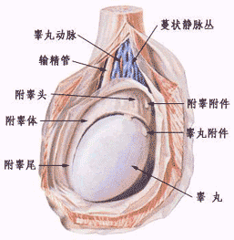 看睾丸问题挂什么科 