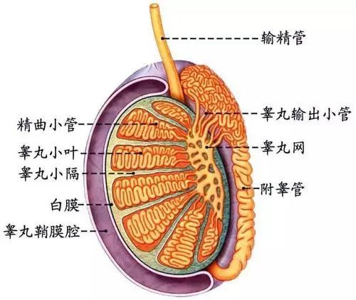 北京紫荊醫院靠譜嗎 睪丸疼痛是有哪些原因引起的