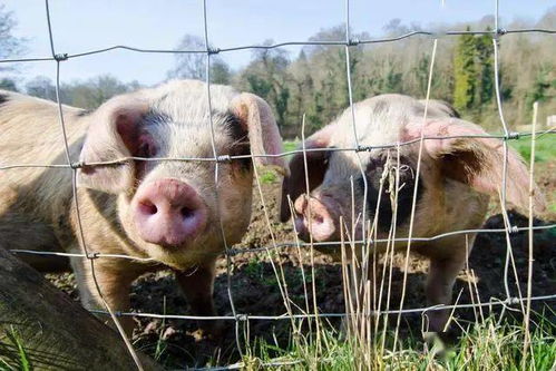 农村养猪散养户的新规定 养几头猪不违法 官方解答来了