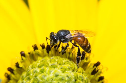 蜜蜂分蜂高发期是几月份 