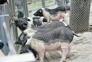 谁养过小香猪,听说会变成100多斤的大肥猪,是真的吗 