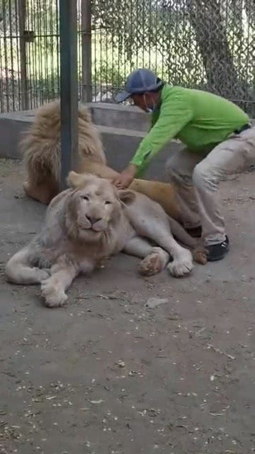 饲养员去看狮子,这也太乖了吧 