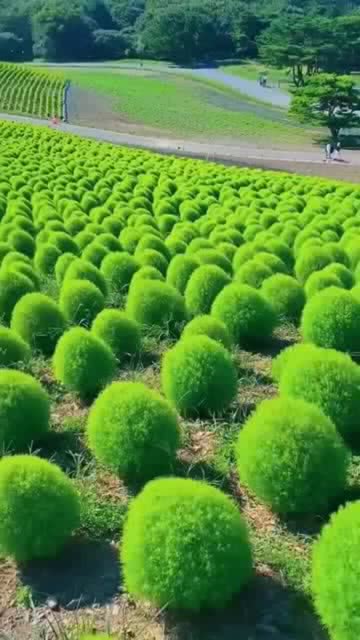 这是个什么植物,风吹过的样子,看着好Q弹啊 