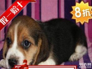 图 专业繁殖米格鲁 比格 赛级血统 完美体型可爱 北京宠物狗 