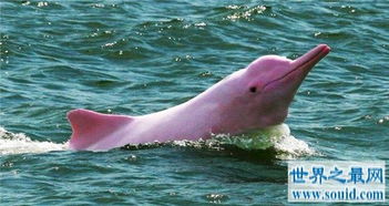 粉红瓶鼻海豚首次被发现,如今已划入保护动物 