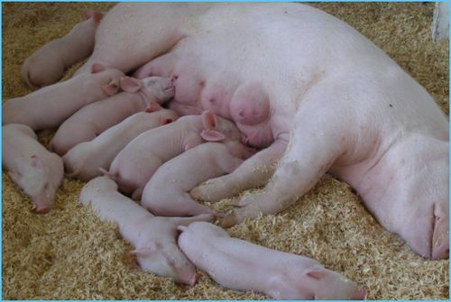 母猪正常体温是多少°c,怀孕母猪的正常温度？