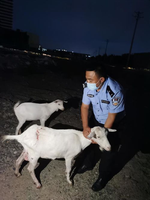 民辅警帮助受伤的山羊母子平安 回家