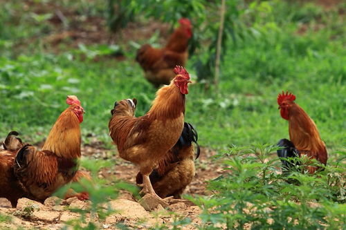 鸡快速长蹬爪的方法 吃什么可以催鸡的飞爪快速长