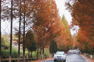 冬起秋落,行摄塔川,再遇徽州