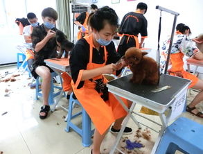 北京宠物美容培训师学校