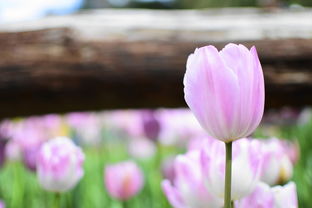 探寻诗中的花影，明什么花的诗句，明什么花的诗句有哪些