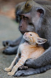 好有爱 一只猴子收养流浪猫当宠物 