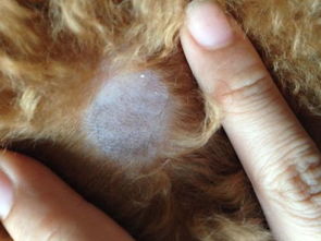 泰迪犬身上有一块硬大小的地方不长毛 是否是皮肤病 