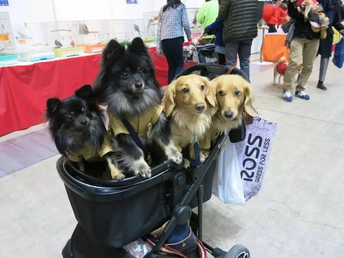 在日本为什么狗狗可以生活地这么开心 看完瞬间懂了