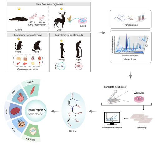 北京基因组所 国家生物信息中心 合作发现促进多种组织再生的小分子代谢物