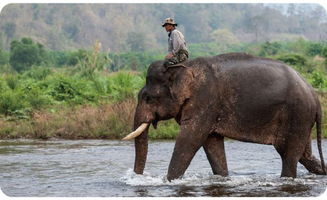 如果你在泰国也骑了大象