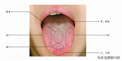 有些中医大夫让你伸舌头,他是想看什么