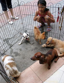 海口城市养犬管理条例规定 禁养烈性犬大型犬 