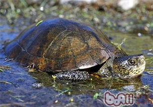 石纹水龟的外观特征有哪些 