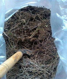 松针埋在土下多久可以养花