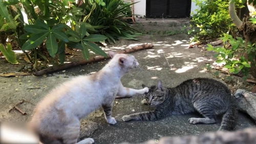 流浪猫闯进居民院子,宠物猫一个举动轻松 制伏 ,看傻一旁主人 