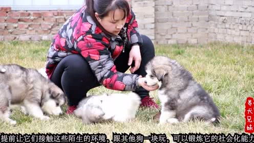 养犬兄妹的个人频道 