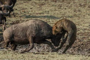 实拍非洲狮子单挑野牛 差点被刺穿心脏 