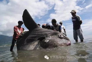 海边看见 怪鱼 ,引众人围观,但无人知其身份