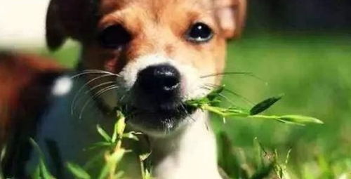 狗狗找草吃,可能是给自己治病,其原因是多方面的