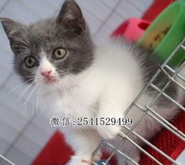 长沙市哪里有加菲猫出售 加菲猫多少钱一只