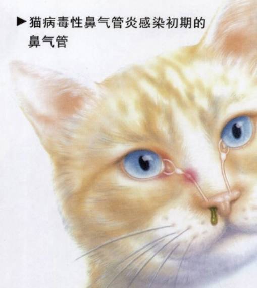 脸特别脏 流鼻涕 眼睛睁不开,你猫是不是得了猫鼻支