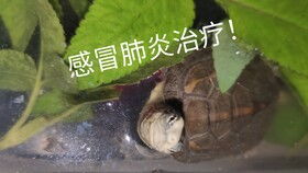 草龟苗昨天发现侧浮,怕水,请问这是肺炎吗 应该怎么治疗,感觉小龟快不行了