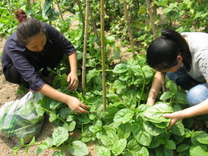 梦见自己摘菜去卖