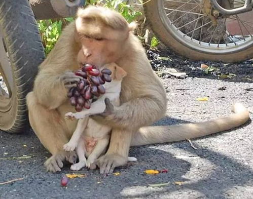 猴子妈妈收养1月流浪小狗成为佳话,政府发现后出手干预