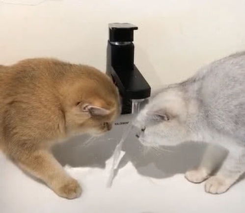 两只猫咪跳到洗漱台喝水,橘猫却老是喝不到,主人看着笑喷了