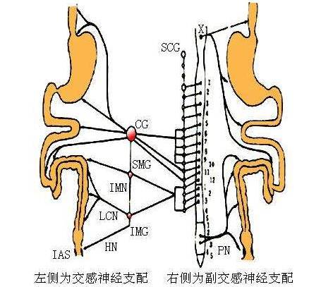 交感神经与疼痛临床