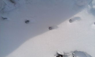 这是野兔在雪地里走出的脚印吗 
