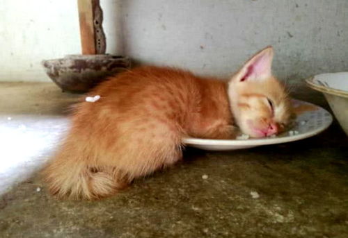 小橘猫饭饱神虚,困到一步都不想挪,倒头就把盘子当成小床睡