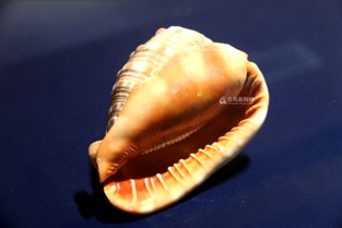 山东青岛有个贝壳博物馆 珍贵藏品全球罕见