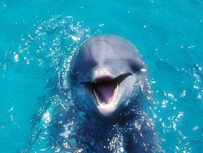 海豚为什么会救人 