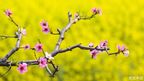 桃树不开花怎么回事 