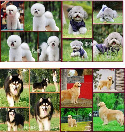 如何区分大型犬中型犬小型犬 米粒分享网 Mi6fx Com