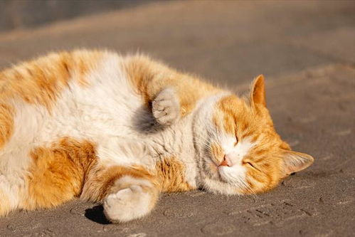 橘猫肥胖的4大原因,一般人都不知道