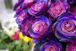 厄瓜多尔玫瑰是染色吗 厄瓜多尔玫瑰骗局