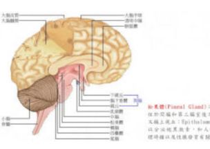 脑癌(什么是脑癌)