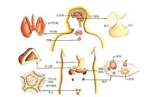 激素是蛋白质吗(胰岛素是蛋白质吗)