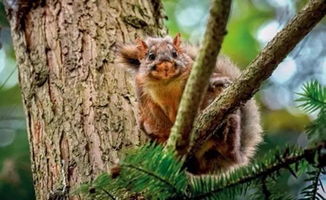 野生世界丨鼯鼠 可以在林中滑翔的松鼠亲戚