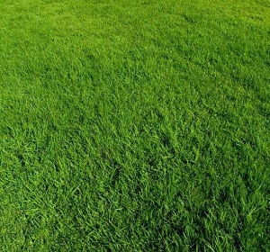 曲靖四季青草坪有哪些品种,千层金草坪种类