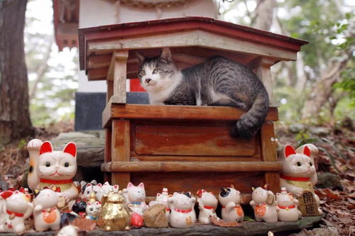 日本人有多爱猫 小到包装设计,大到猫咪旅馆,竟然还有猫咪寺庙
